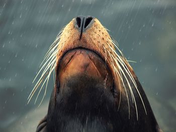 Close-up of sea lion in rainy season