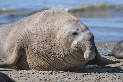 Close-up of elephant