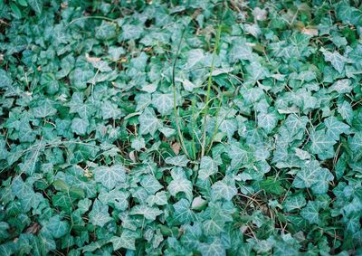 Full frame shot of green leaves