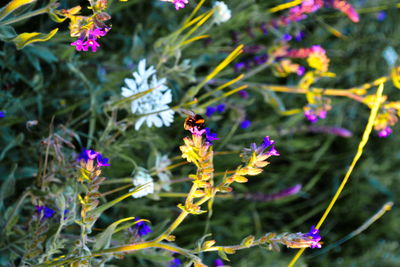 Close-up of insect on purple flower