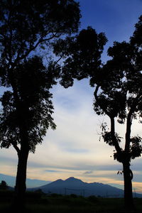 Silhouette tree against sky during sunset