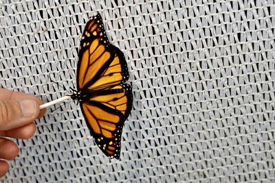 Close-up of butterfly