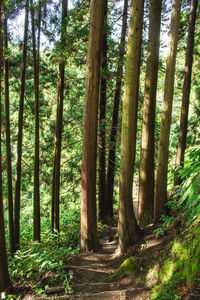 Trees growing in forest
