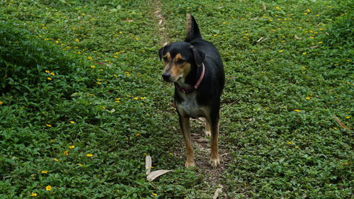 Dog standing on field