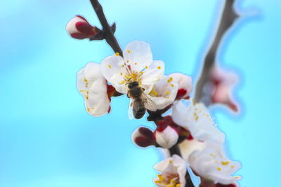 Low angle view of cherry blossoms against blue sky