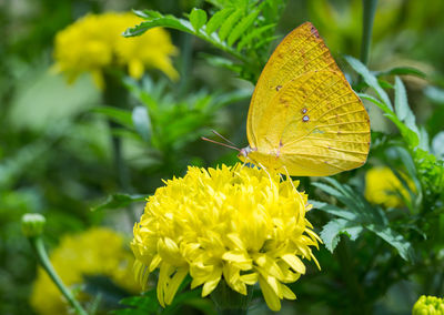 Close-up of butterfly pollinating on yellow flower