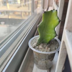 High angle view of potted plant on window sill