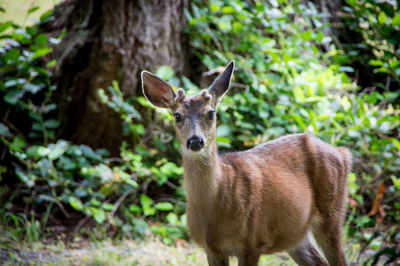 Young deer with small antlers in the forest