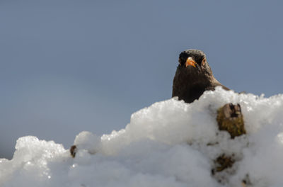 Close-up of bird perching on snow