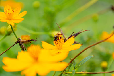 Close-up of insect on yellow flower