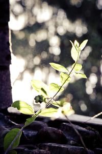 Close-up of fresh green plants in water