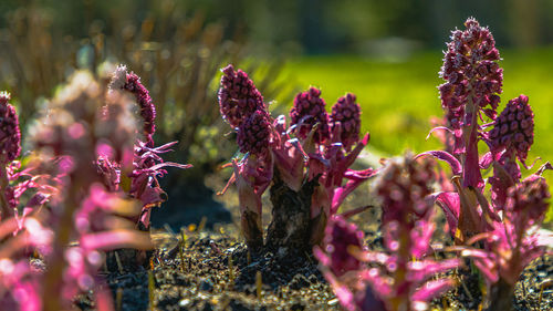 Close-up of purple flowers