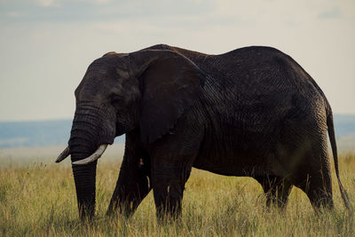 animal