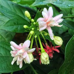 Close-up of pink flowers