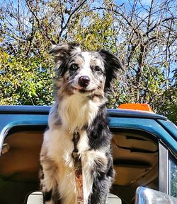 Portrait of dog sitting on car