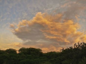 Low angle view of trees against dramatic sky