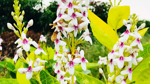 Close-up of flowering plant in field