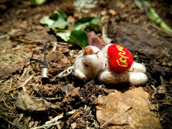 Close-up of fungus on field