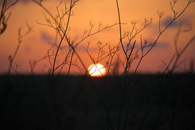 Silhouette plants against sky during sunset