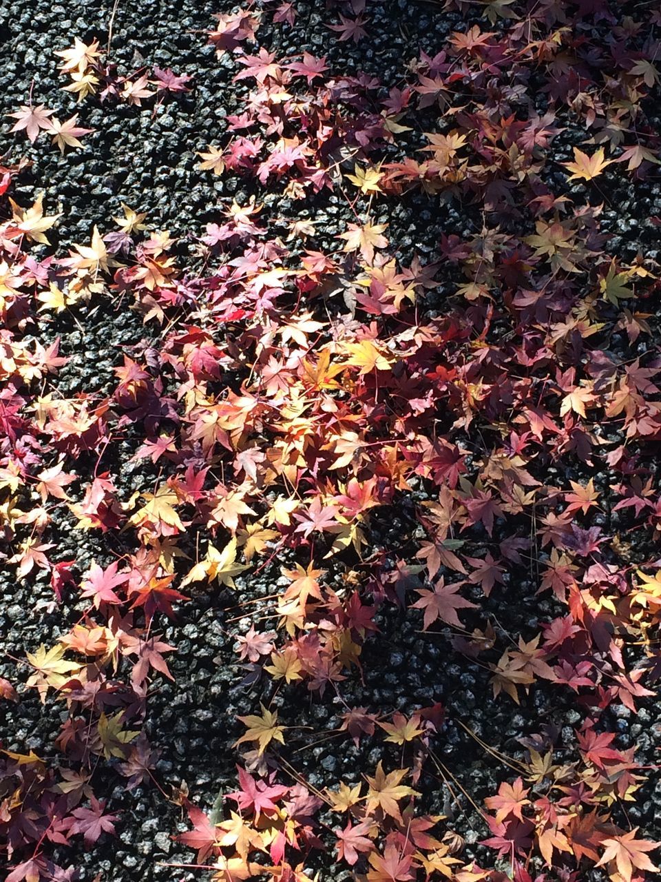 autumn, leaf, high angle view, abundance, change, season, fallen, nature, leaves, field, full frame, growth, dry, beauty in nature, backgrounds, day, outdoors, tranquility, plant, falling