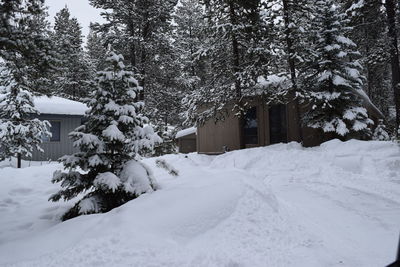 Snow covered houses and trees during winter