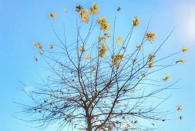 Low angle view of tree against clear sky