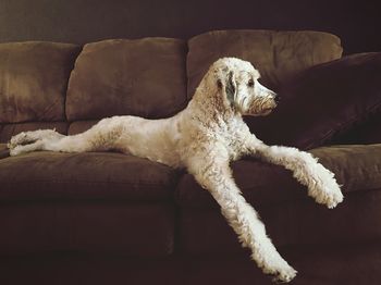 Dog resting on sofa at home