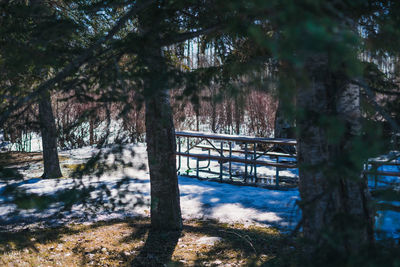 Trees in forest