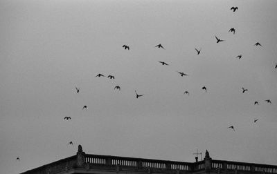 Low angle view of birds flying against clear sky