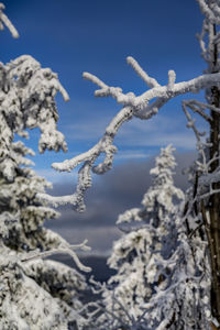 Close-up of frozen plant against sky