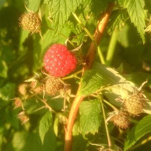 Close-up of red berries on tree