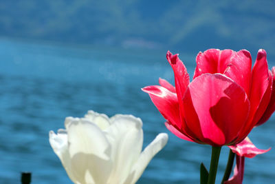 Close-up of red lotus water in sea