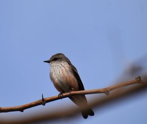 Low angle view of bird perching on branch against sky