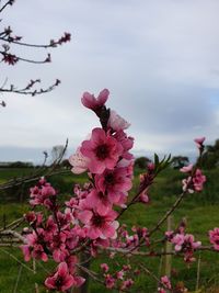 Close-up of pink cherry blossoms against sky