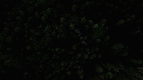 Full frame shot of trees in forest