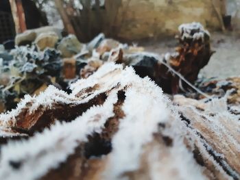 Close-up of snow on field during winter