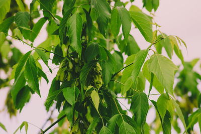 Low angle view of green leaves