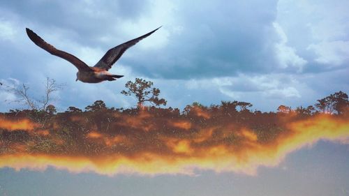 Low angle view of bird flying against sky