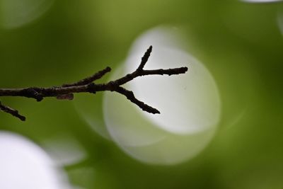 Close-up of plant against blurred background