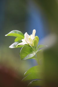 Close-up of white flowering plant