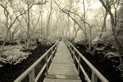 Wooden footbridge amidst trees in forest