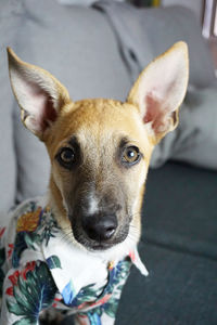 Cute small mixed breed dog with a shirt on