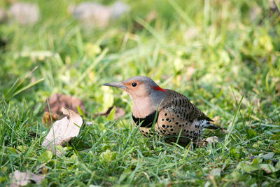 Close-up of bird perching on field