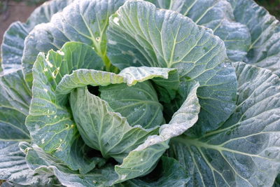 Close-up of fresh cabbage