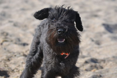 Portrait of black dog on field