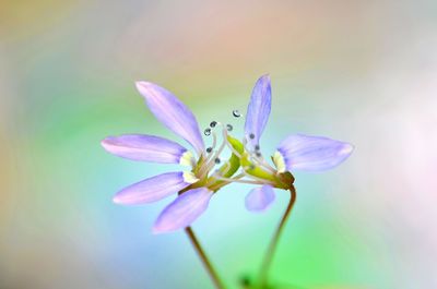 Close-up of insect on flower