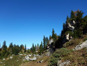 Trees on landscape against clear blue sky