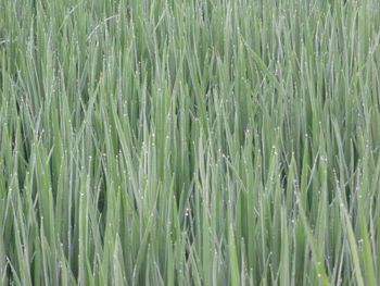 Full frame shot of corn field