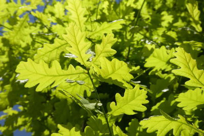 Close-up of green leaves