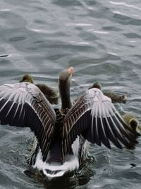 Ducks swimming in lake